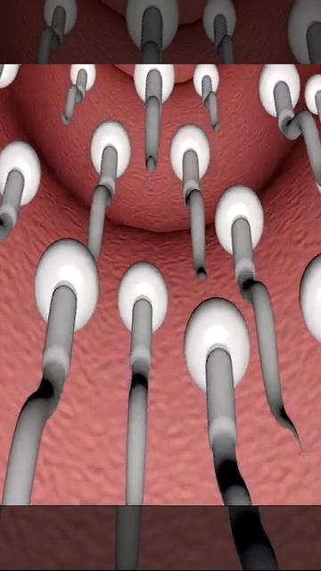Human Reproduction (3D animation)