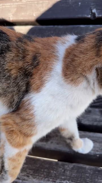 ОПРОС КОТИКОВ Артикул на ВБ: 265571463 #мягкиеигрушки #игрушки #тюлень #котики #юмор #прикол