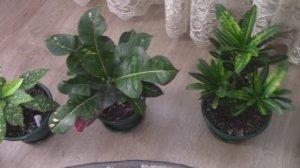 Моя коллекция кротонов.