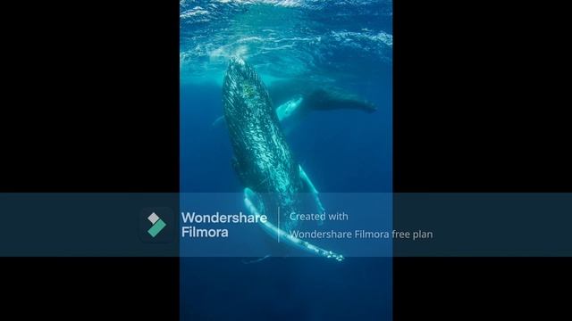 Relaxing Music With Whale Sounds смотреть онлайн