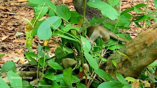 Real Life Of Baby Monkey Lola