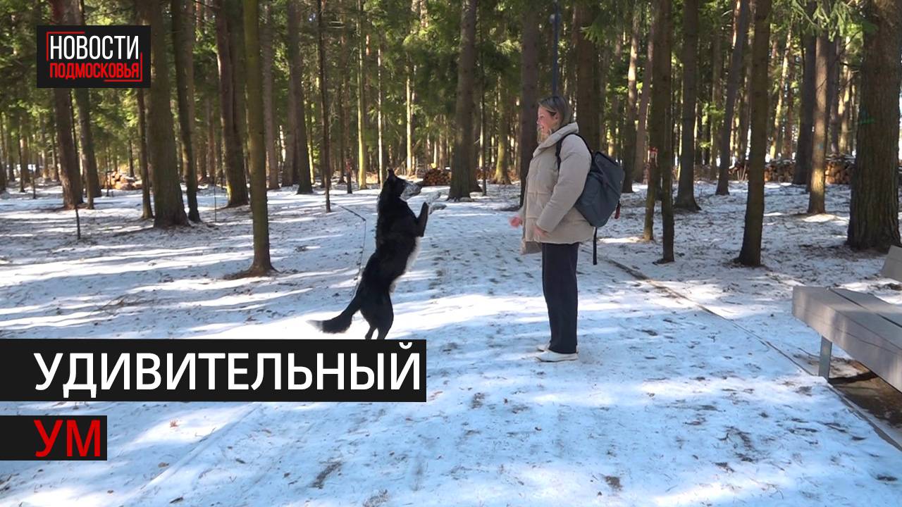 Как пёс из Истры стал блогером, моделью и актёром