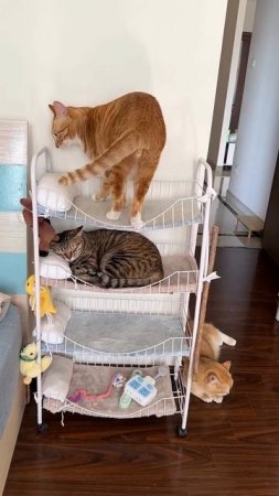 Котобщежитие 🥰