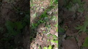 Ловля змеи на практике