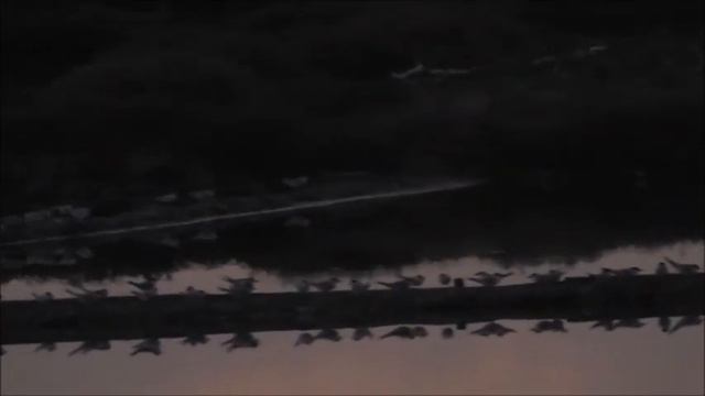 Sternula albifrons (Aveiro) 19-08-2023 смотреть онлайн