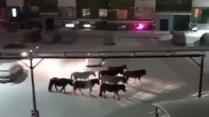 Бродячие лошади в Якутске