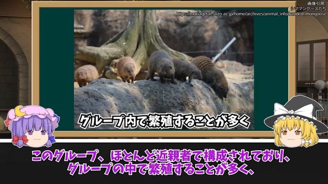 【ゆっくり解説】近親相姦を積極的に行うよう進化した動物シママングース