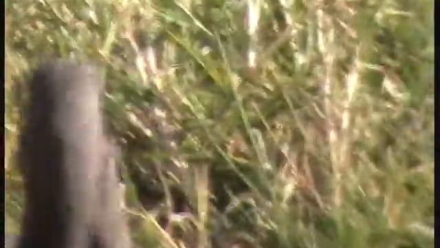 Hadada Ibis смотреть онлайн