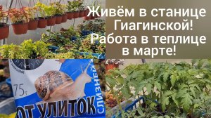 Переехали в Адыгею/Работа в саду продолжается/ Обрезка шалфея/Из Омска на юг/