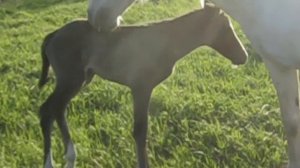 Среди поля чистого  (новорожденная лошадь)