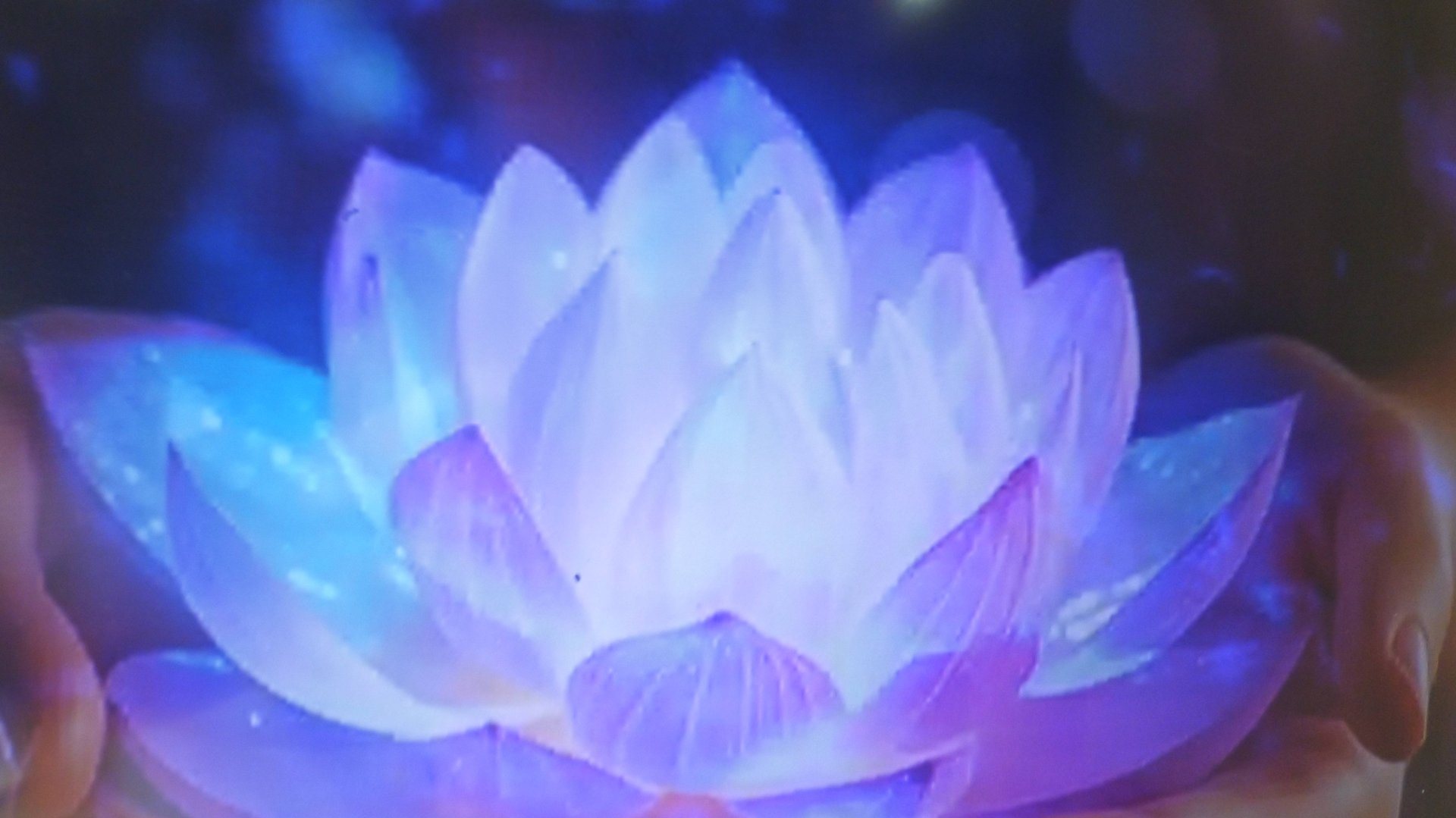 я дресерую котов