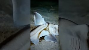 Обитатели морских глубин 😮😳🤔🐠