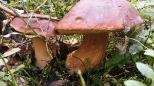 Попал в боровиковое счастье