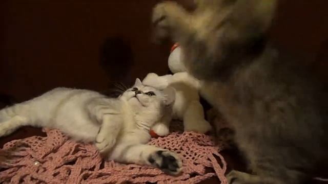 Сильвер и Белиссимо. смотреть онлайн