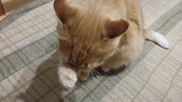 Мой любимый кот Боня умывается лапкой смотреть онлайн