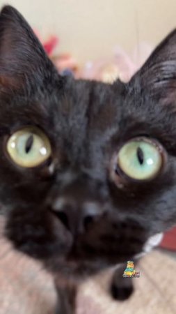 А вы сколько сможете продержаться без еды?😹 #юмор #котики #смешныекоты
