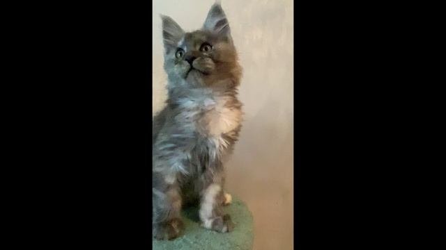 Мейн-кун Ежевика 2,5 мес