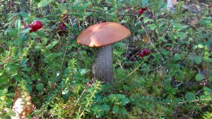 Знакомство с Карелией. Мечты... Мечты... Часть 17