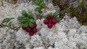Знакомство с Карелией. Мечты... Мечты... Часть 19