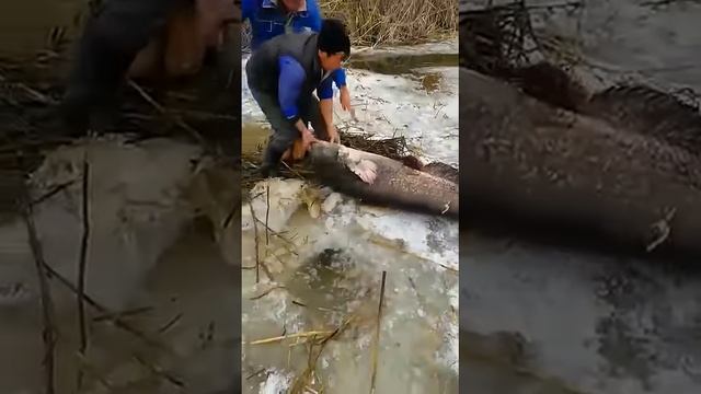 Огромный Сом на острогу.
