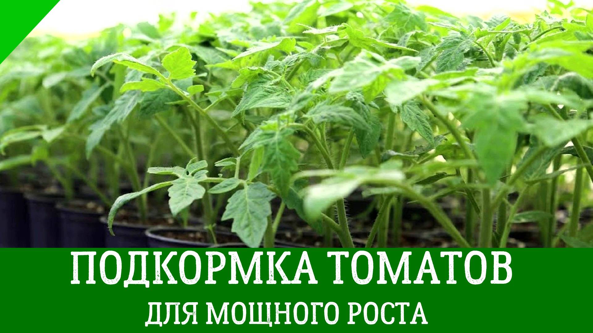 Вторая ПОДКОРМКА ТОМАТОВ ДЛЯ МОЩНОГО РОСТА. Чем подкормить рассаду, чтобы была крепкая и мощная.