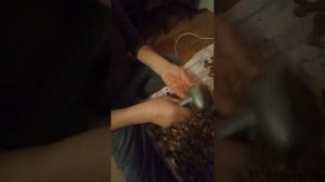 обзор ореха кола (очень важна информация)