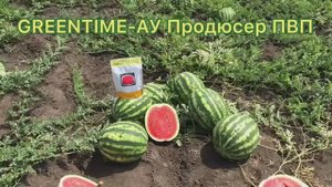 Арбуз АУ Продюсер ПВП от компании Greentime
