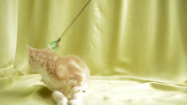 bharata смотреть онлайн