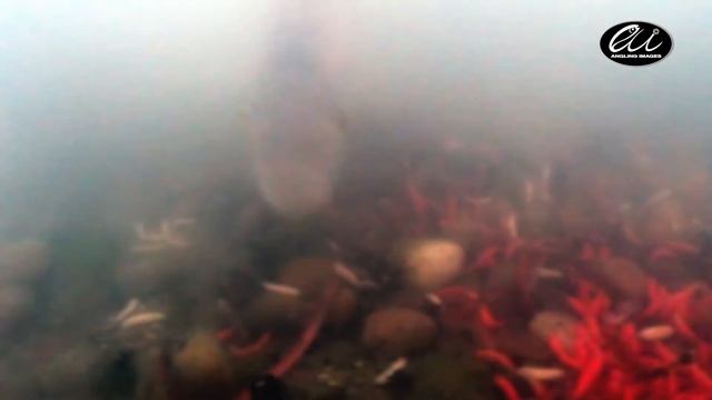 Fish EATS WHOLE WORM Like It's SPAGHETTI | Perch Fishing смотреть онлайн