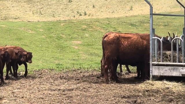 OPG Butina смотреть онлайн