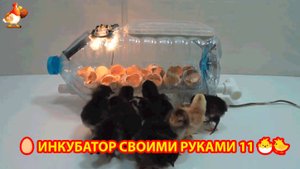 Инкубатор своими руками из подручных материалов и результат инкубации🥚🐣🐤 вариант (11)