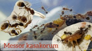 Messor kasakorum ловят туркменского таракана
