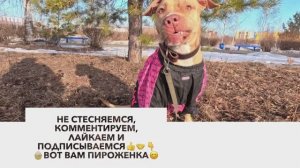 Питбуль сказала - Пришла Весна😊