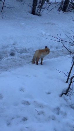 лис Фёдор приветствует вас с ТАГАНАЙ ! пришёл на запах еды и остался сытым!