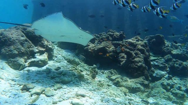 MDV Clown trigger stingray angels at the pier смотреть онлайн