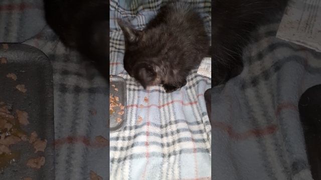 Котенок Мишка.
