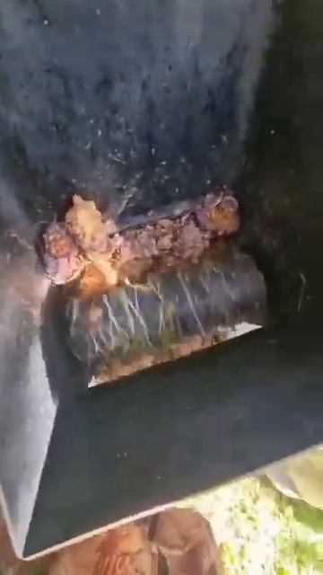 Переработка кедровой шишки!! смотреть онлайн