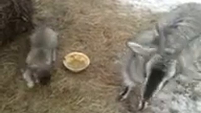 Наглая коза и кривой щенок