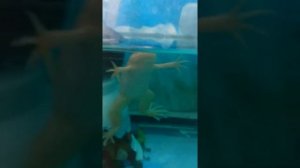 Кормление шпорцовой лягушки