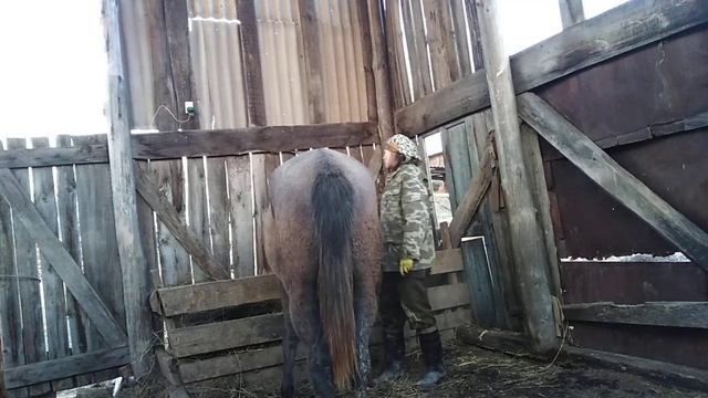 ЧИСТКА лошади без привязи