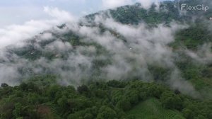 Птичий полет над джунглями Беджао