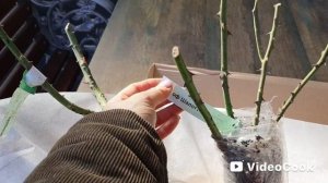 ❗Розы! Новички нашего сада, фото и название! Распаковка посылки с розами.