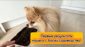 Первые результаты нашего с Басей садоводства!