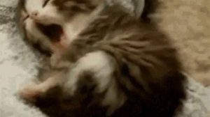 Кот спит