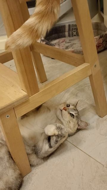 Охотница