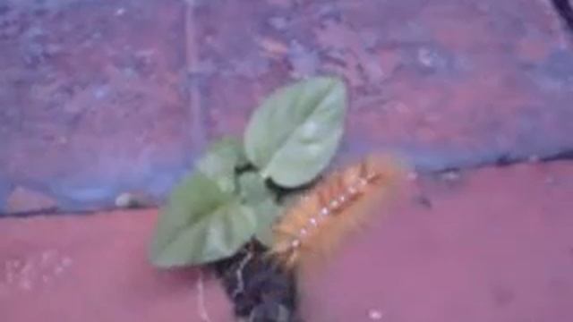 Be careful with﻿ that thing, is Dangeorous. смотреть онлайн