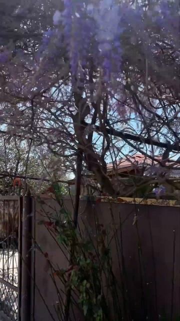 Абхазия. Глициния. смотреть онлайн