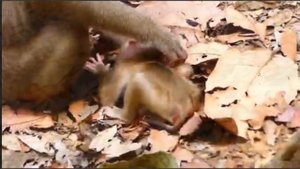 Крутой нрав и перепады настроения макаки Либби сказались на всем ее потомстве   1000042429.mp4