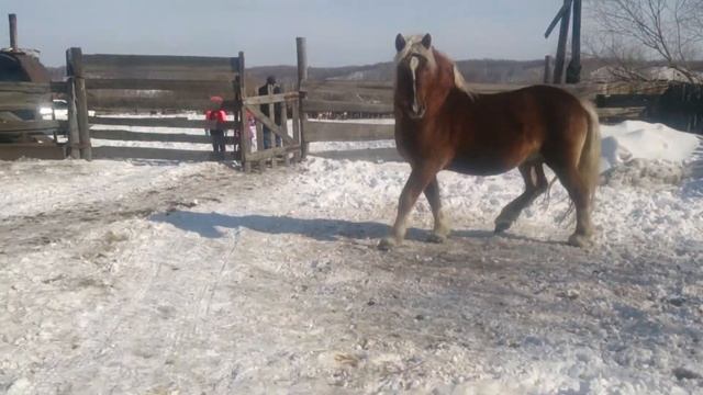 Племенной жеребец Русской Тяжеловозной породы смотреть онлайн