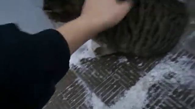 глажу кошку у киоска роспечать смотреть онлайн